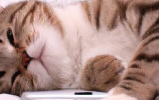 Common Signs of Stress in Cats and How to Help Them Relax