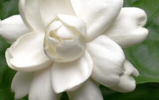 Tips for Growing Fragrant Jasmine in Your Garden