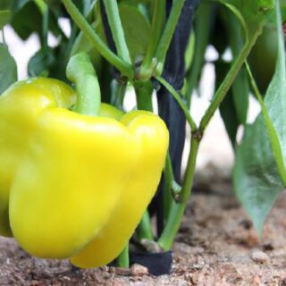 Tips for Growing Perfect Peppers in Your Garden