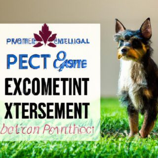 The Importance of Regular Exercise for Different Pet Species
