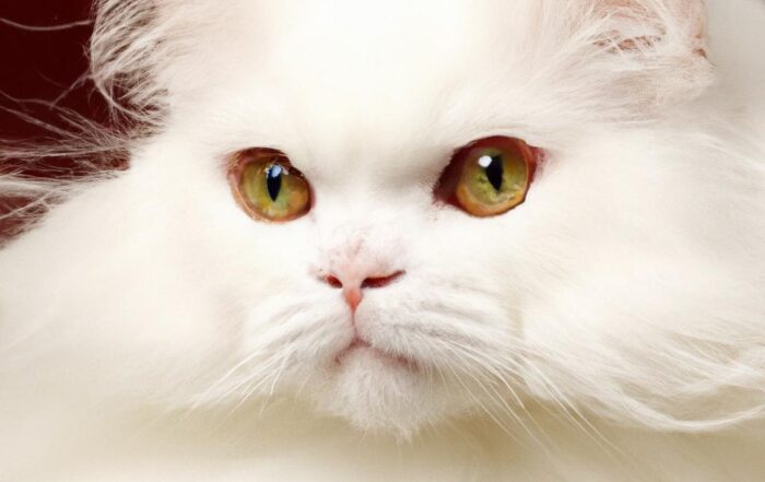 Essential Grooming Tips for Long-Haired Cat Breeds