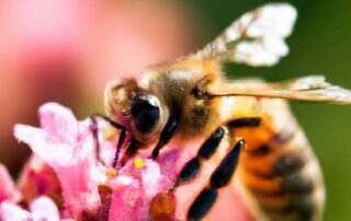 The Role of Bees in the Garden: Pollination and Beyond